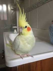 Lost Cockatiel
