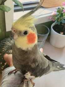 Lost Cockatiel