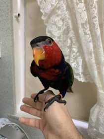 Lost Lory / Lorikeet