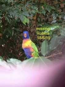 Lost Lory / Lorikeet