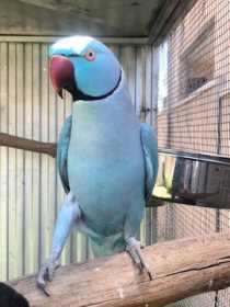 Lost Indian Ringneck Parakeet
