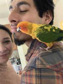 Lost Conure