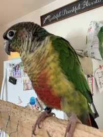 Lost Conure