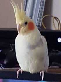 Lost Cockatiel