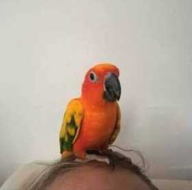 Lost Conure