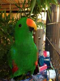 Lost Eclectus