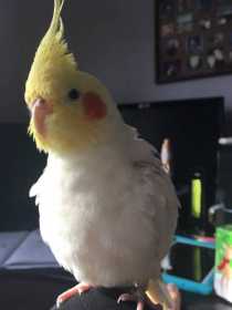 Lost Cockatiel