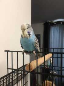 Lost Budgerigar