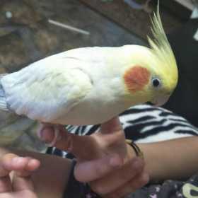 Lost Cockatiel