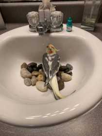 Lost Cockatiel