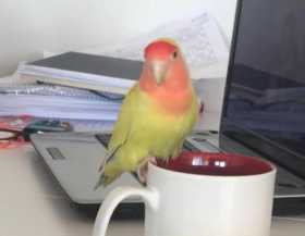 Lost Lovebird