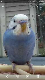 Lost Budgerigar