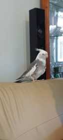 Lost Cockatiel