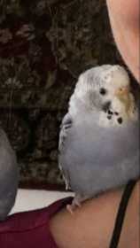 Lost Budgerigar