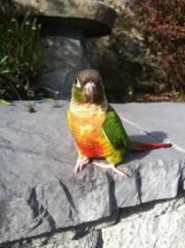Lost Conure