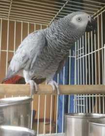 Lost African Grey