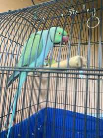 Lost Indian Ringneck Parakeet