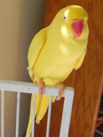 Lost Indian Ringneck Parakeet