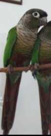 Lost Conure