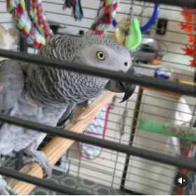 Lost African Grey