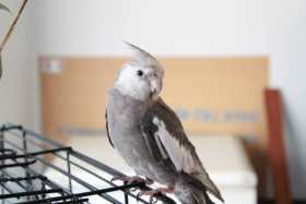 Lost Cockatiel