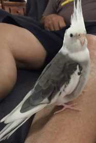 Lost Cockatiel