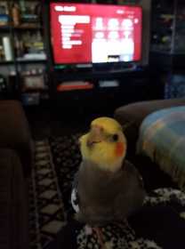 Lost Cockatiel