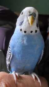 Lost Budgerigar