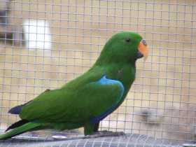 Lost Eclectus