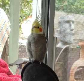 Lost Cockatiel