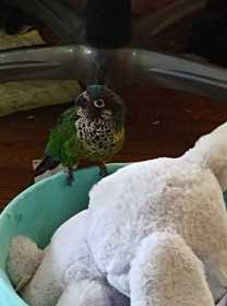 Lost Conure