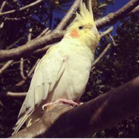 Lost Cockatiel