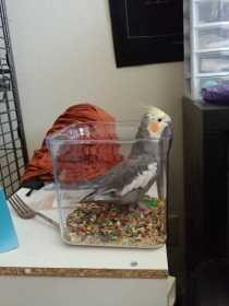 Lost Cockatiel