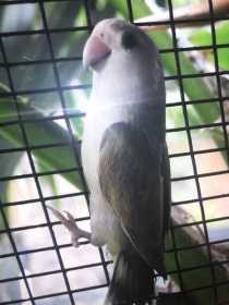 Lost Lovebird
