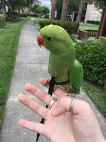 Lost Indian Ringneck Parakeet