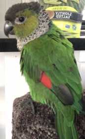 Lost Conure