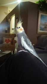 Lost Cockatiel