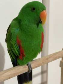 Lost Eclectus