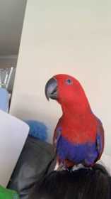 Lost Eclectus