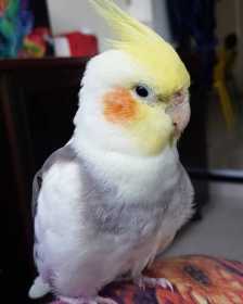 Lost Cockatiel