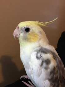 Lost Cockatiel