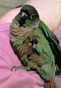 Lost Conure