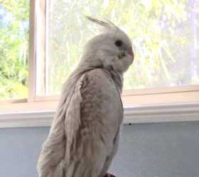 Lost Cockatiel