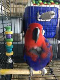 Lost Eclectus