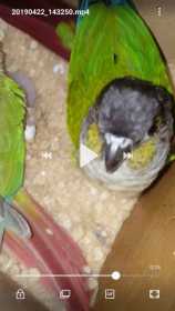 Lost Conure