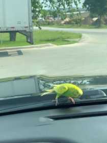 Lost Parakeet