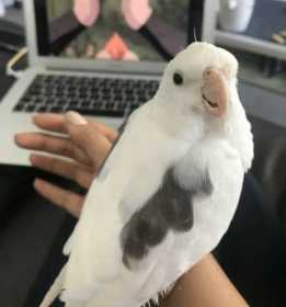 Lost Cockatiel