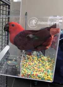 Lost Eclectus