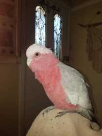 Lost Galah Cockatoo