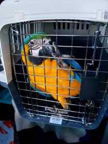 Lost Macaw